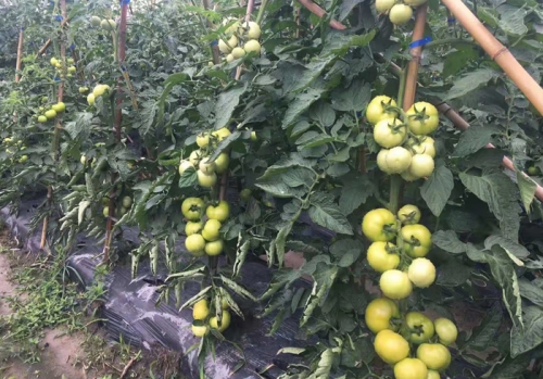 有機西紅柿種植基地
